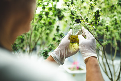 大麻植物CBD成分的醫(yī)學(xué)提取與自然科學(xué)研究進(jìn)展